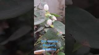 Flowers on Blueberry plant | Misty hot climate blueberry variety