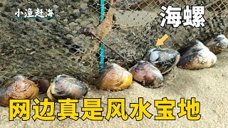 大風過後去趕海，海螺幾乎都刮到網邊底，阿富趕海撿到手累~【小漁趕海v】