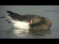 林初埤小白額雁4k linchu reservol lesser white fronted goose