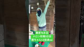 農家76本目！アールスメロンの収穫3日目/茜ちゃん1.5倍速ver #メロン #農業女子