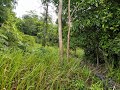 Dijual Lahan Kosong 150 Ha Jambi. Jual Kebun Sawit. Jual Lahan Kosong Jual Pabrik Kelapa Sawit.