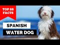 99% of Spanish Water Dog Owners Don't Know This