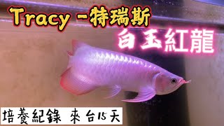 【樂魚愉人水族】TRacy -特瑞斯 白玉紅龍 15天培養紀錄