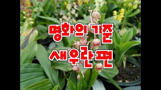 새우란 명품의 기준 # 적두적설 # 백판백설 # 보급형 새우란