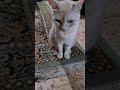 Смелость сказать коту что он у меня живёт😉 follow4like кот юмор