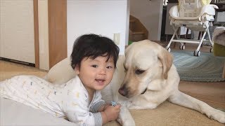 寝起きからバウちゃんな赤ちゃん【ラブラドールと赤ちゃん11ヶ月】Labrador \u0026 Baby