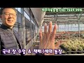 국내 창 다육이 재배1세대 농장이랍니다~ 창다육이 코노피튬 잘 키우는 농장 파주다육농원 010.7459.9915