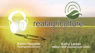 Calculating the true cost of replacement heifers