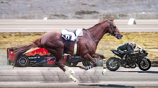 Top 10 Fastest Horse Breeds in the World