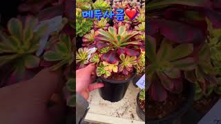 환상적인 색감에 고급스런 메두사금 가격은 34,000원❤️ plants #succulent #cactus #국민다육 #민이네다육 010-6863-0625