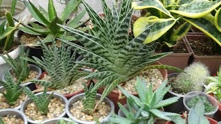 Алоэ пестрое (Aloe variegata) пересадка.