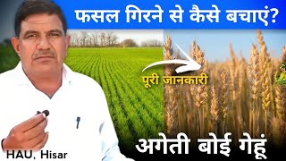 अगेती बोई गई गेहूं की फसल को गिरने से कैसे बचाएं - डॉ.ओमप्रकाश बिश्नोई, गेंहू वैज्ञानिक HAU, HISAR