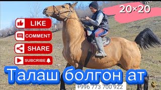 чыкты кетти сатылды