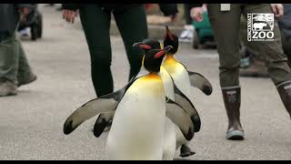 First Penguin Parade 2022 - Cincinnati Zoo