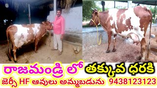 ప్యూర్ జెర్సీ హెచ్ ఎఫ్ ఆవులు అమ్మబడును రాజమండ్రి దగ్గర జగ్గంపేట లో 9438123123