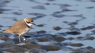 シロチドリ／kentish plover