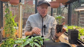 Potting on the super-early peppers