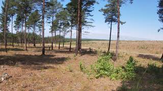 Nature reserve of the Curonian Spit Relax #curonianspit #relax  #forest #goodtimes #live #nature