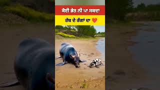 ਕੋਈ ਭੇਤ ਨੀ ਰੱਬ ਦੇ ਰੰਗਾਂ ਦਾ #shortvideo