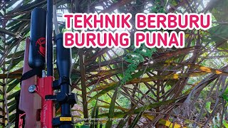 🔴 TEKHNIK BERBURU BURUNG PUNAI KEROCOH DENGAN CARA MENYANGGONG DAN PROSESNYA