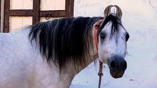 Documentary Film On KATHIYAWADI HORSES FULL detail about Kathiyawadi breed #kathiyawadi_horse #horse