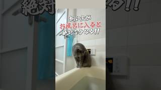 【猫動画】お風呂にくる猫　#猫 #ねこ #cat #猫のいる暮らし #猫動画