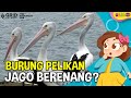 Top 6 Fakta Menarik Burung Pelikan yang Punya Paruh Berkantong