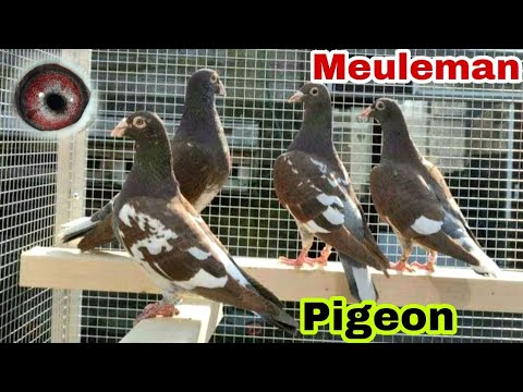 Meulemans Racing Pigeon | Meuleman Pigeon Lovers Colour Genetics In ...