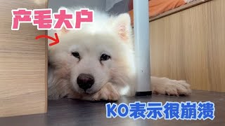 淘气Lucky跳进湖里洗脚还疯狂掉毛，女司机带着俩猫一狗忙碌生活【KO的旅行日记】