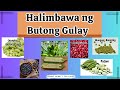 Halimbawa ng mga Gulay, Butong Gulay, Legumes Health Benefits | Mommy Merai