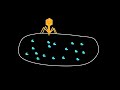 dnalc short restriction enzymes