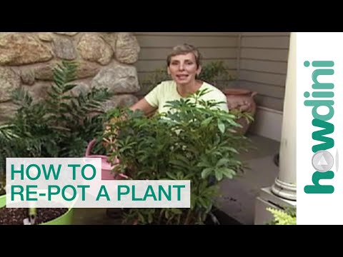 How to re-pot a plant - Tips for repotting plants How to re-pot a plant - Tips for repotting plants