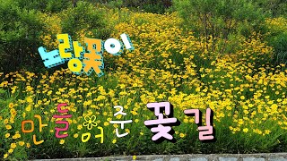 노랑꽃(금계국)이 만들어준 꽃길 Flower road made by yellow flowers