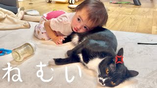 初めての猫吸いから至高の猫枕で寝たい1歳児と怒ネコ　保護猫　スコティッシュフォールド