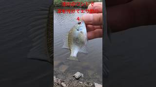 激ムズの淀川のワンドでどうしても釣りたい！！浮を付けて足元をエサ釣りしてみた！！4 #shorts #fishing #淀川