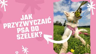 Jak przyzwyczaić psa do zakładania i noszenia szelek?