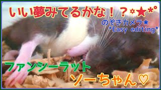 【いい夢みてるかな！？-Do you are dreaming good?】#ファンシーラット #ラット #Fancyrat #rats #エキゾチックアニマル#smallanimal#小動物#ペット