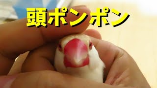 頭ポンポンされて眠くなる文鳥 Java Sparrow