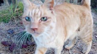 公園駐車場付近の茶トラ野良猫、撫でるとゴロゴロ喉を鳴らてすり寄ってきた