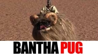 Bantha Pug Is The Best Thing On The Internet