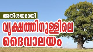 അതിശയമായി വൃക്ഷത്തിനുള്ളിലെ ദൈവാലയം... | Sunday Shalom | Ave Maria