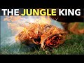 The Jungle King