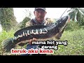 Giant snake haed || casting toman || mama hot yang garang || ady fly