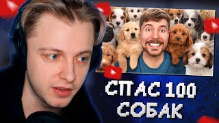 СТИНТ СМОТРИТ: Я Спас 100 Брошенных Собак! // MrBeast