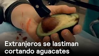 Cortar un aguacate no es sencillo para extranjeros - Aguacate - En Punto con Denise Maerker