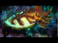 Cuttlefish Light Show 250416