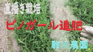 直播き栽培ピノガール追肥　雨前に追肥　駒川農園　23.7.25