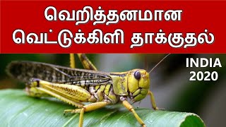 வெறித்தனமான வெட்டுக்கிளி தாக்குதல் | Worst locust swarms attack in India | தமிழ்