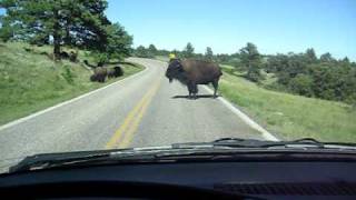 Buffalo attack our minivan in Custer state park