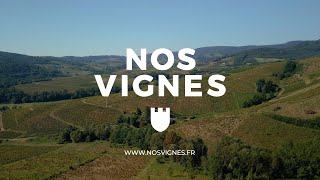 Nos vignes - Les Vendanges